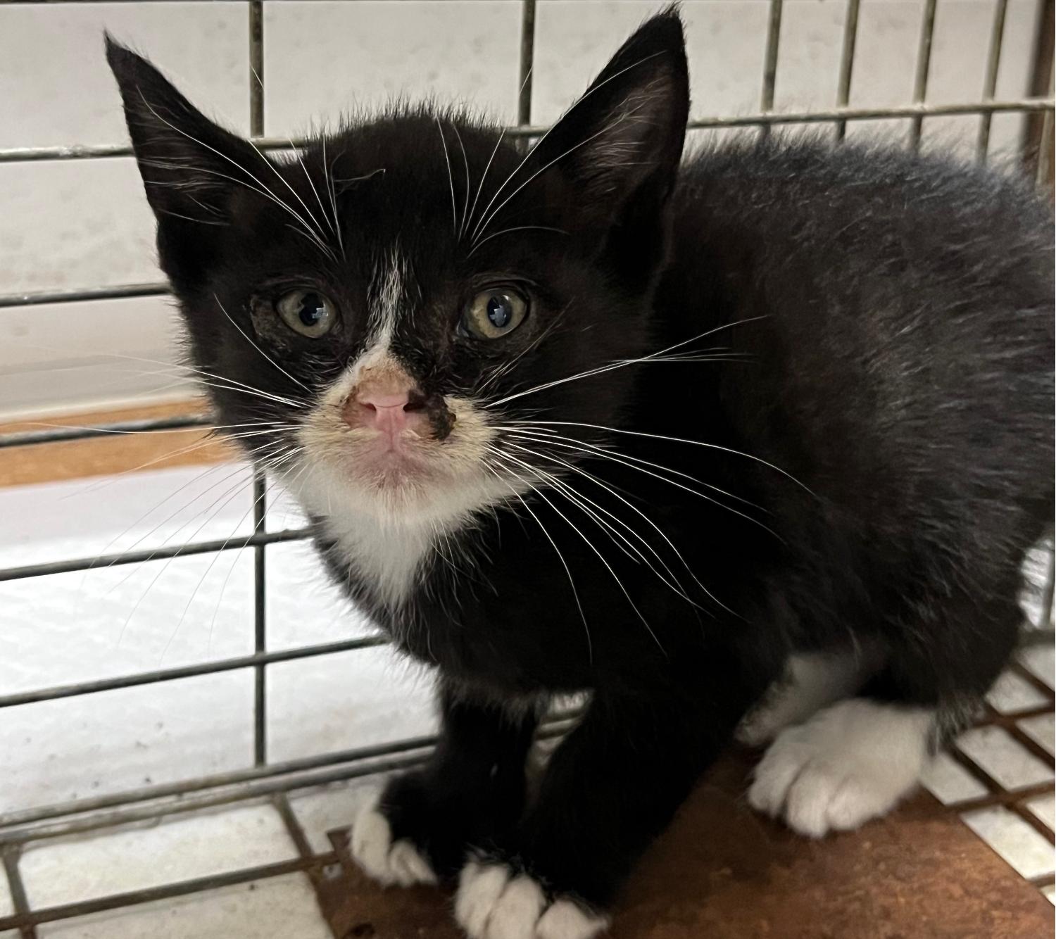 세인트동물병원_427346202300784